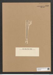 Clavicula biharensis Pant. (de-Toni-Nr.: Genus 75, Species 2802) Zeichnungen Sammlung Grunow Nr. 5756 (NHMW-BOT-W0374146)